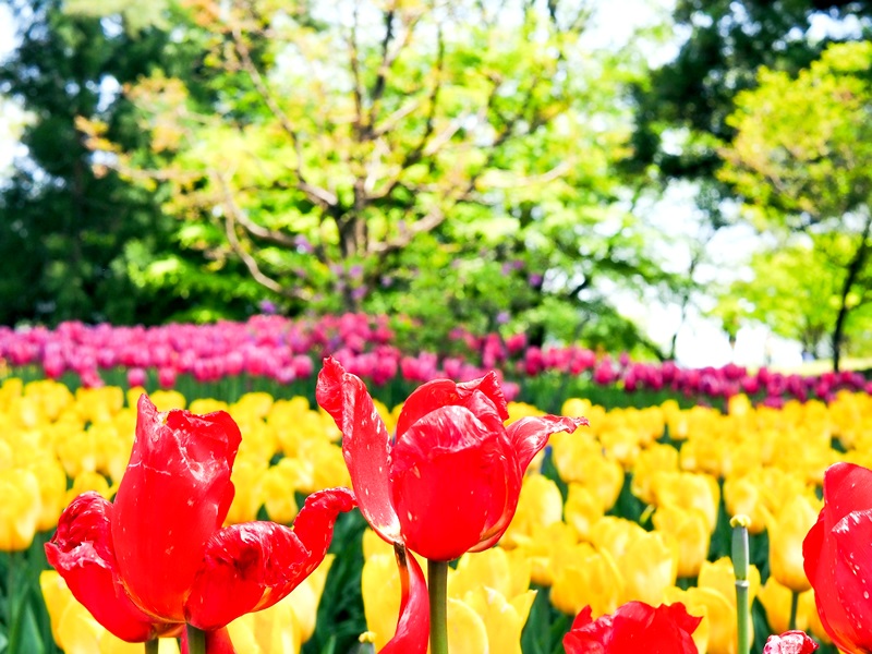 国営アルプスあづみの公園（大町・松川地区）の画像