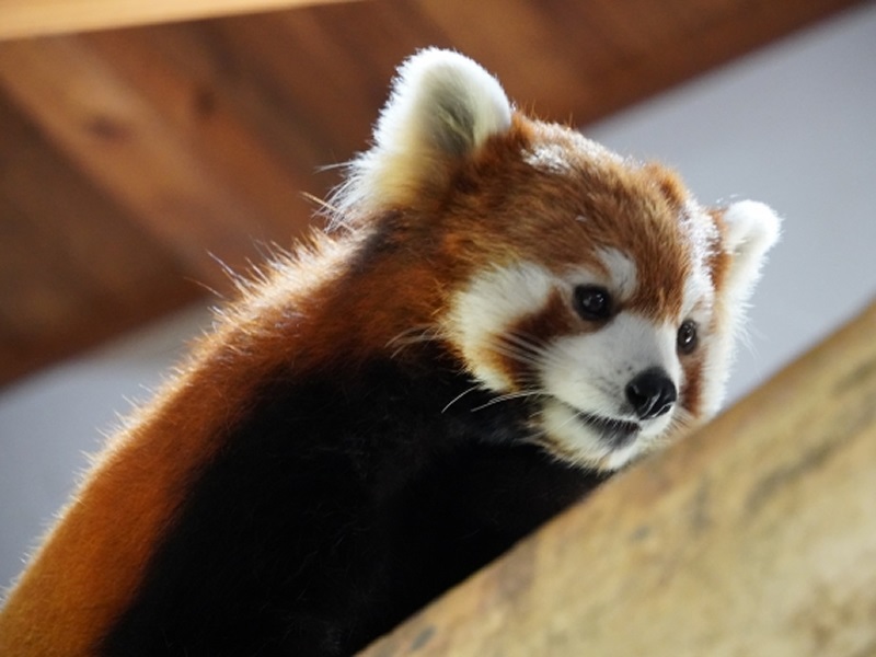 茶臼山動物園の画像